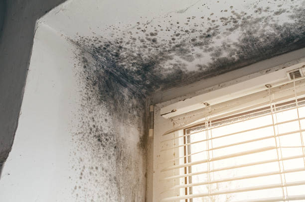 Affordable Mold Remediation solutions in Centreville, VA