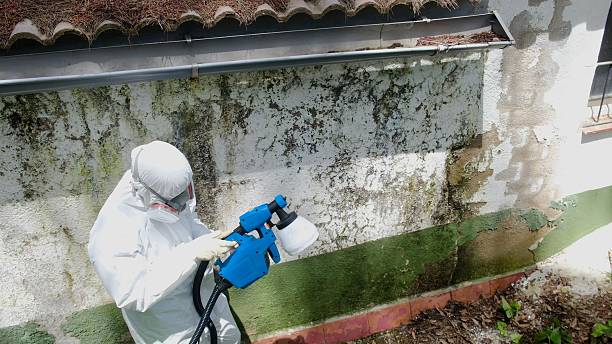 Top rated local Mold Remediation specialists in Centreville, VA